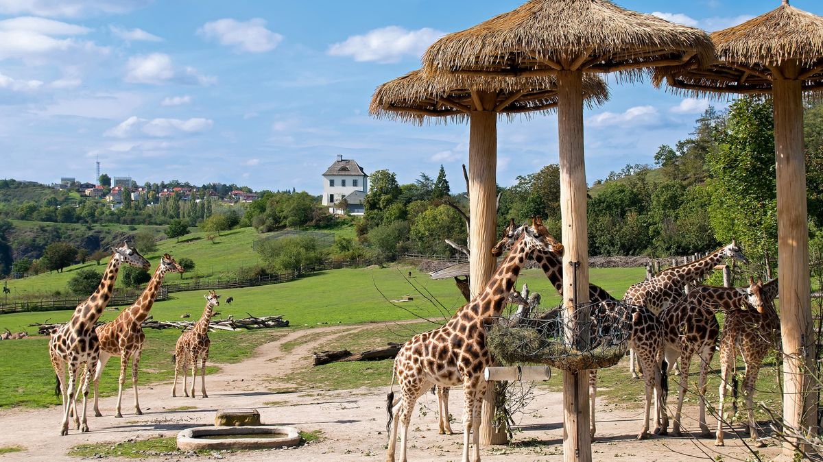 Stravenek pro zvířata v pražské zoo se zatím prodalo asi pět tisíc